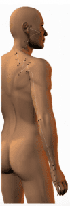 small intestine meridian poses